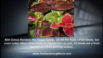 800 Coleus Blumei Rainbow Mix Flower Seeds - 99 Cents Per Pack + Free Seeds