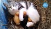 Cat adopted Ducklings - must watch