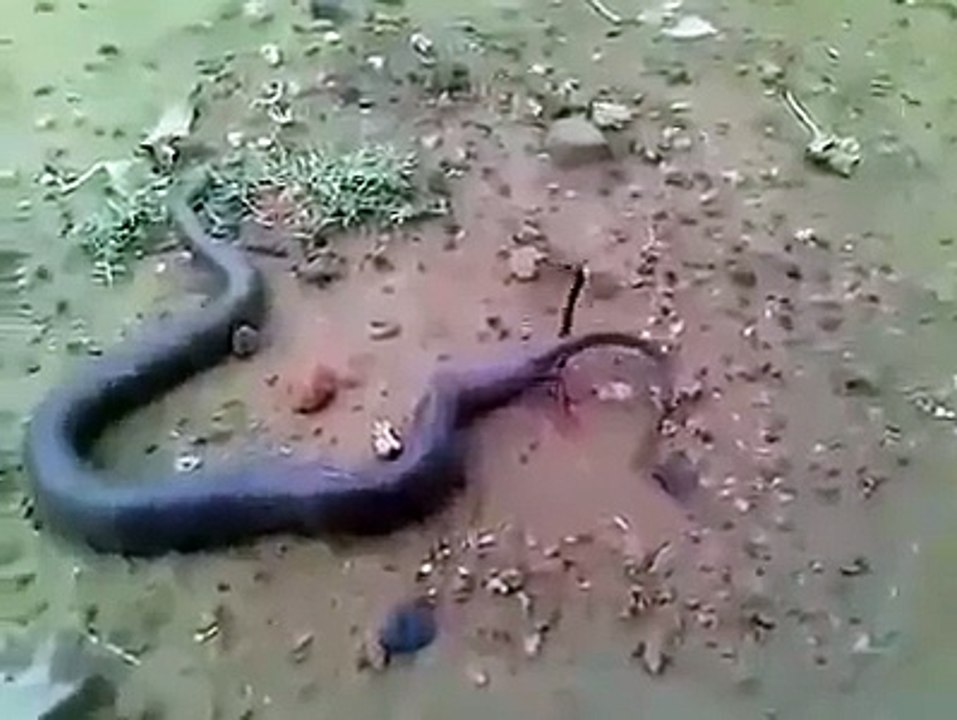 شاهد أفعى تلد صغارها