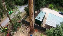 Watch How This Guy Cut Down This HUGE 40-Meter Tree Using Only Rope and Chainsaw