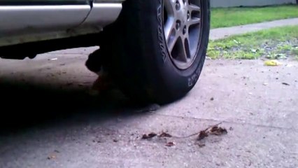 Cat chasing mouse!!!