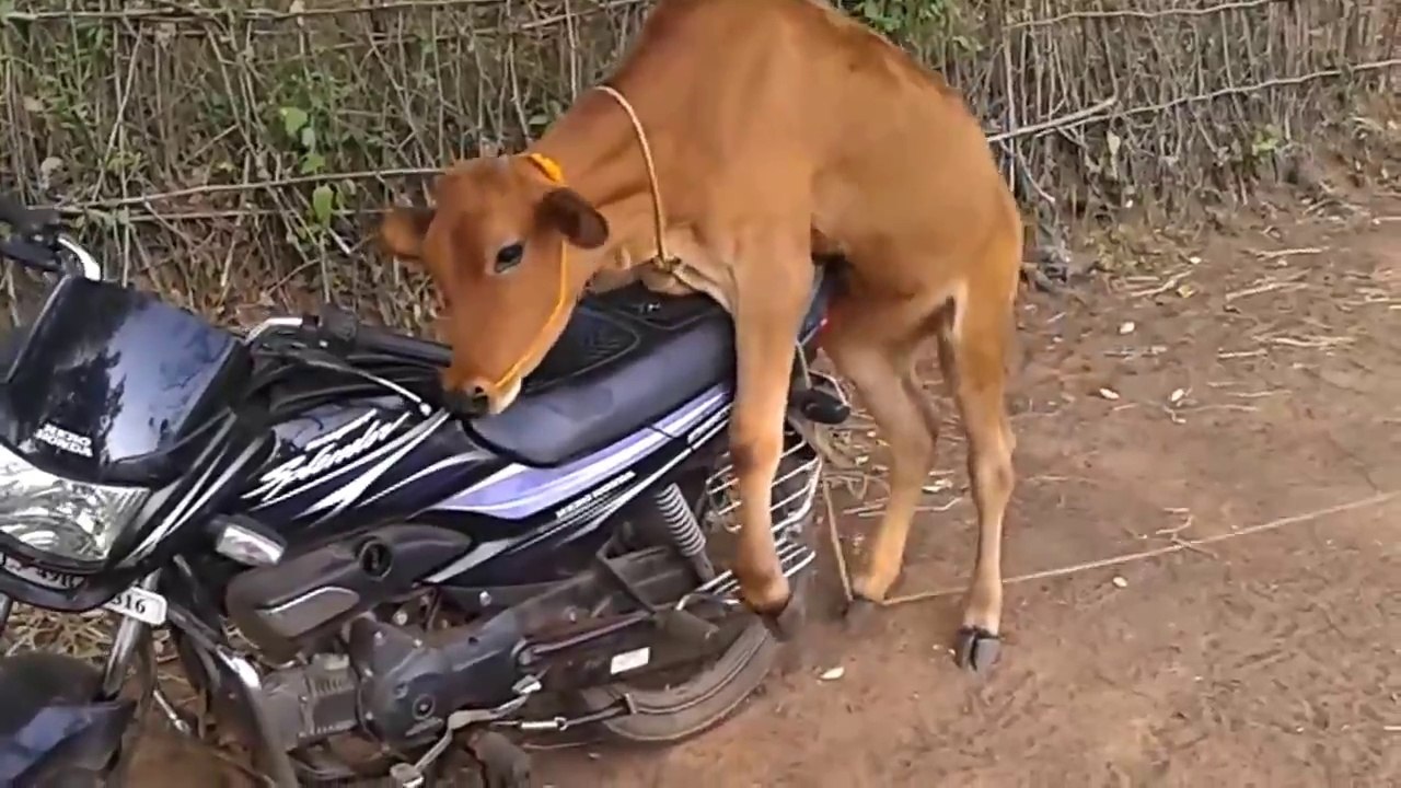 Funny Cow Matting with Motorcycle