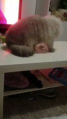 Funny cat throwing things on the gound