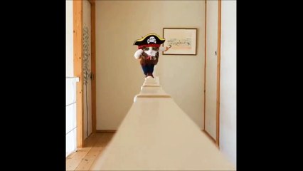 Chat pirate tellement adorable