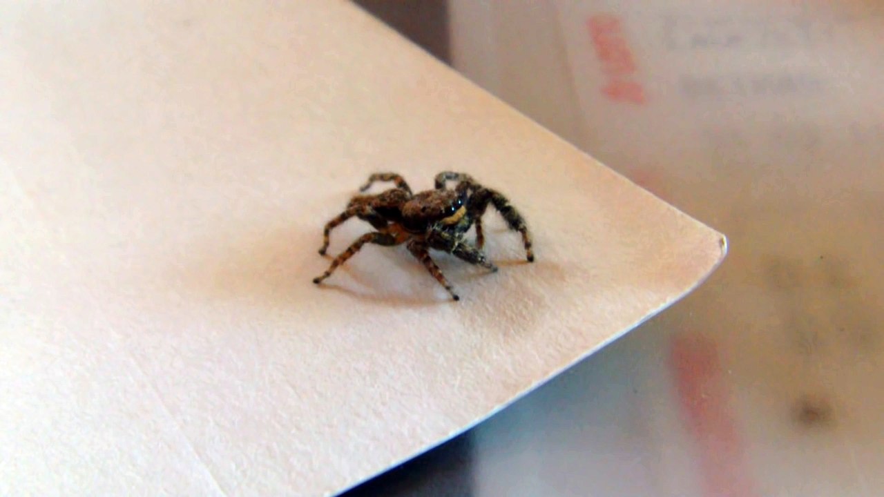 Une araignée qui réagit comme un chat face à un pointeur laser