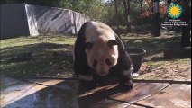 Ce panda essai de prendre son bain dans une toute petite barique