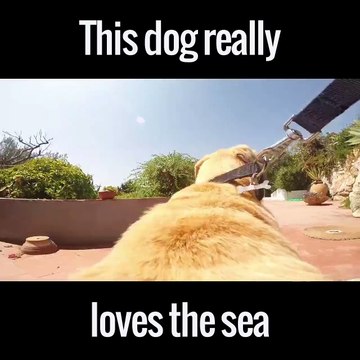 Suivez ce chien qui court vers la plage. POV GoPro