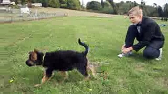 German Shepherd Puppy Barking