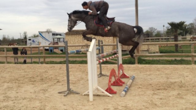 Jument 6 ans par casantos x topas x Nimmerdor