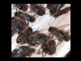 Les abeilles sont - elles dangereuses ? Abeilles dans la maison ou dans dans le jardin ...