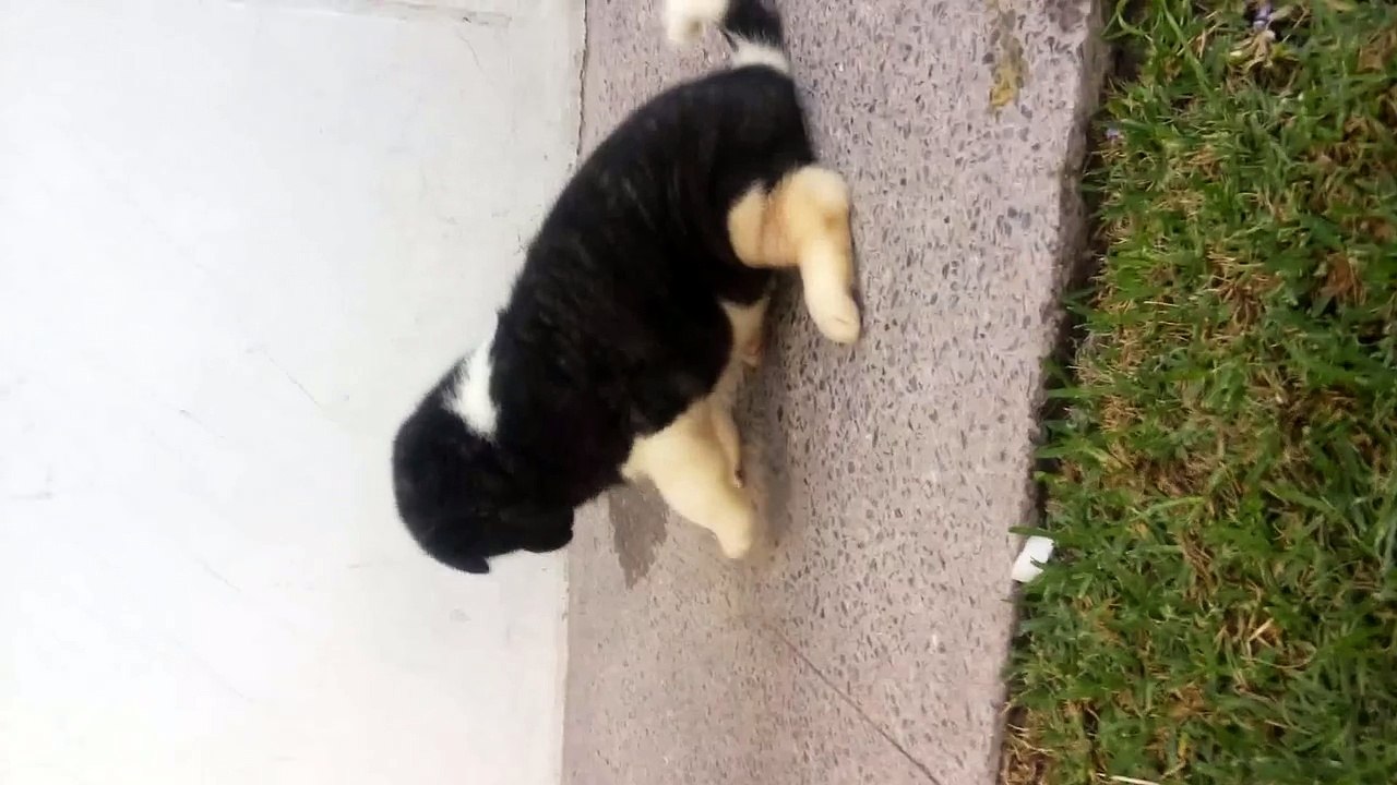 Crecimiento Akita americano 4 semanas