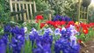 Grow stunning color combinations n garden with seasonal bulbs