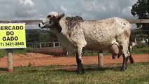 Venda de vacas Gir Leiteiro - Lote 25