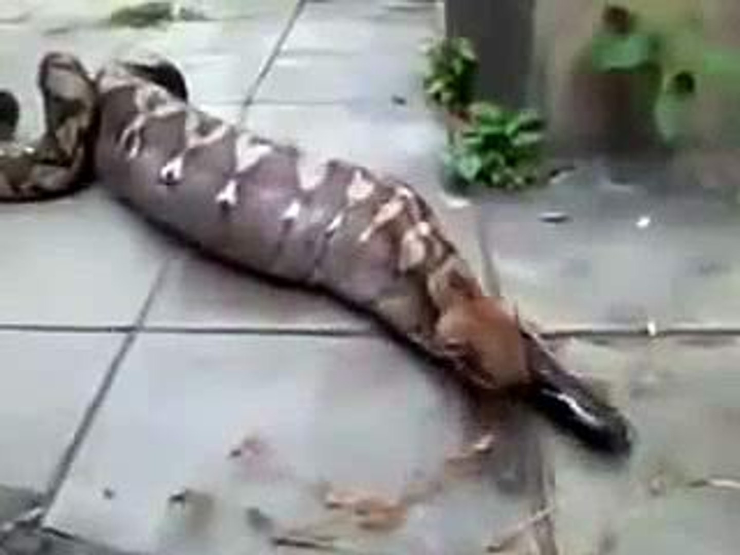 OMG !Anaconda Swallows Alive-Top Funny Videos-Top Prank Videos-Top Vines Videos-Viral Video-Funny Fa