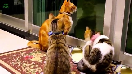Funny Cats and Kittens Meowing Compilation 2014