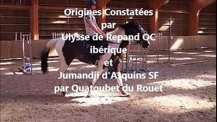 Don Juan Maison Neve (debourrage mars 2016)