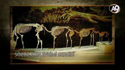 Download Video: Atın evrimi safsatası