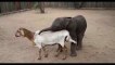 Baby elephant VS Sheep Love Story-Top Funny Videos-Top Prank Videos-Top Vines Videos-Viral Video-Funny Fails