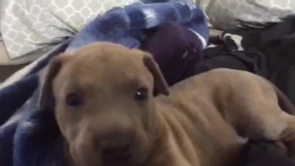 Regardez la réaction de ce chiot face à son maître qui pleurniche