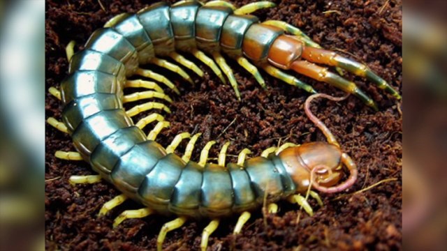 Los 15 Insectos y Arañas Más Peligrosos Del Mundo