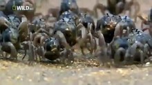 Japan wildlife Nature documentary films HD28