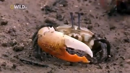 Japan wildlife Nature documentary films HD30