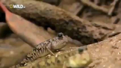 Japan wildlife Nature documentary films HD31