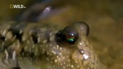 Japan wildlife Nature documentary films HD32