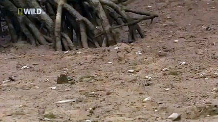 Japan wildlife Nature documentary films HD34