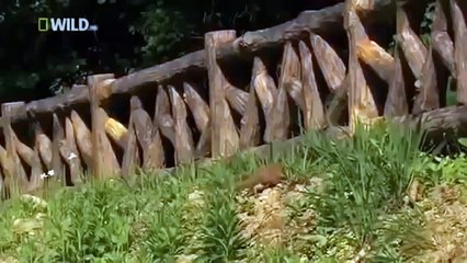 Japan wildlife Nature documentary films HD40