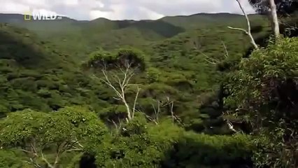 Japan wildlife Nature documentary films HD42