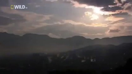 Japan wildlife Nature documentary films HD47