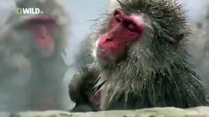 Japan wildlife Nature documentary films HD67