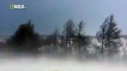 Japan wildlife Nature documentary films HD75