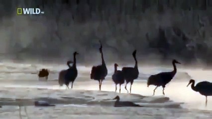 Japan wildlife Nature documentary films HD79