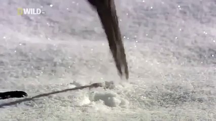 Japan wildlife Nature documentary films HD80