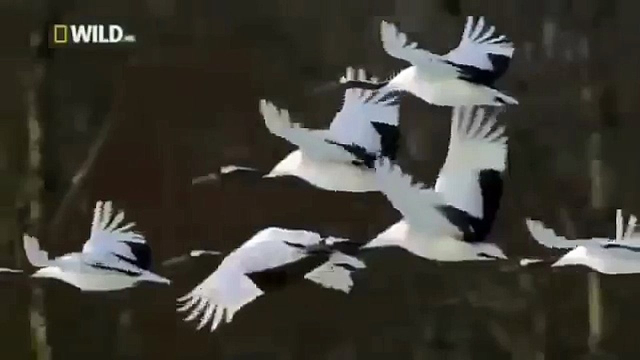 Japan wildlife Nature documentary films HD83