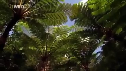 Japan wildlife Nature documentary films HD85