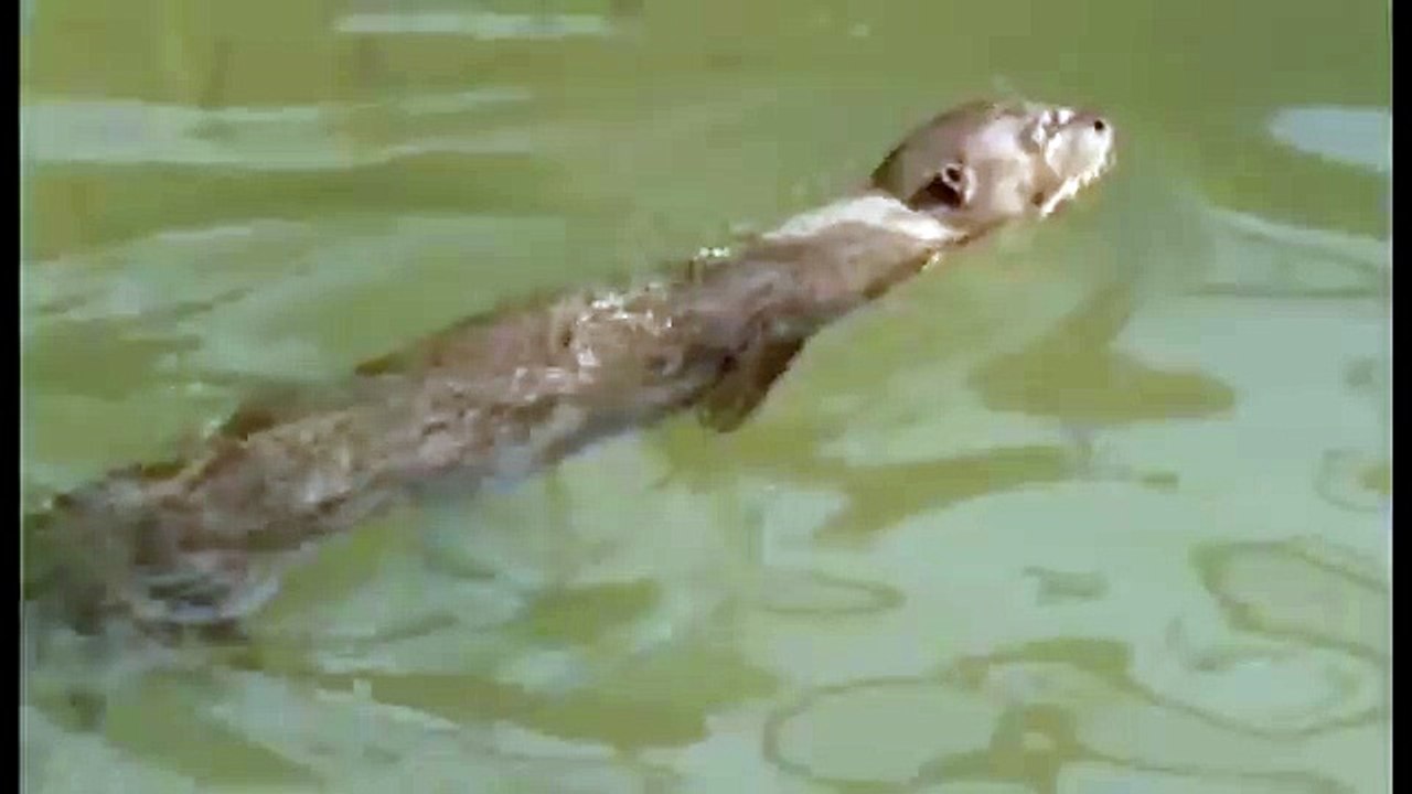 Journey into Amazonia documentary8