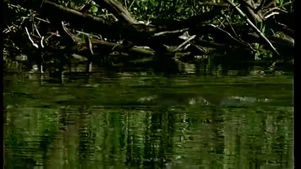 Journey into Amazonia documentary21