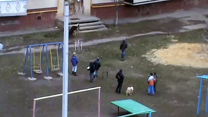 Школьники и собаки гуляют во дворе