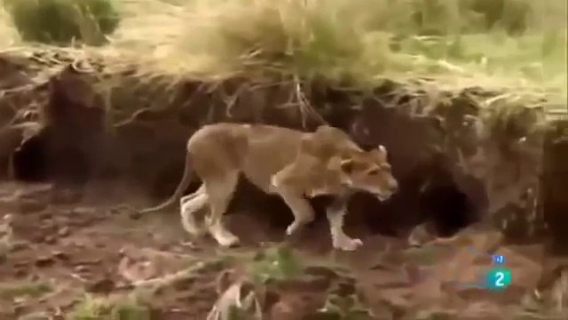 Animals hunting prey crocodile attacks zebra MUST SEE WHEN ANIMALS ATTACK !