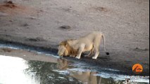 Hippo Kills an Impala That's Stuck in Mud After Lions Chased it