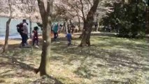 Cherry blossom 'snow' showers tourists on windy day