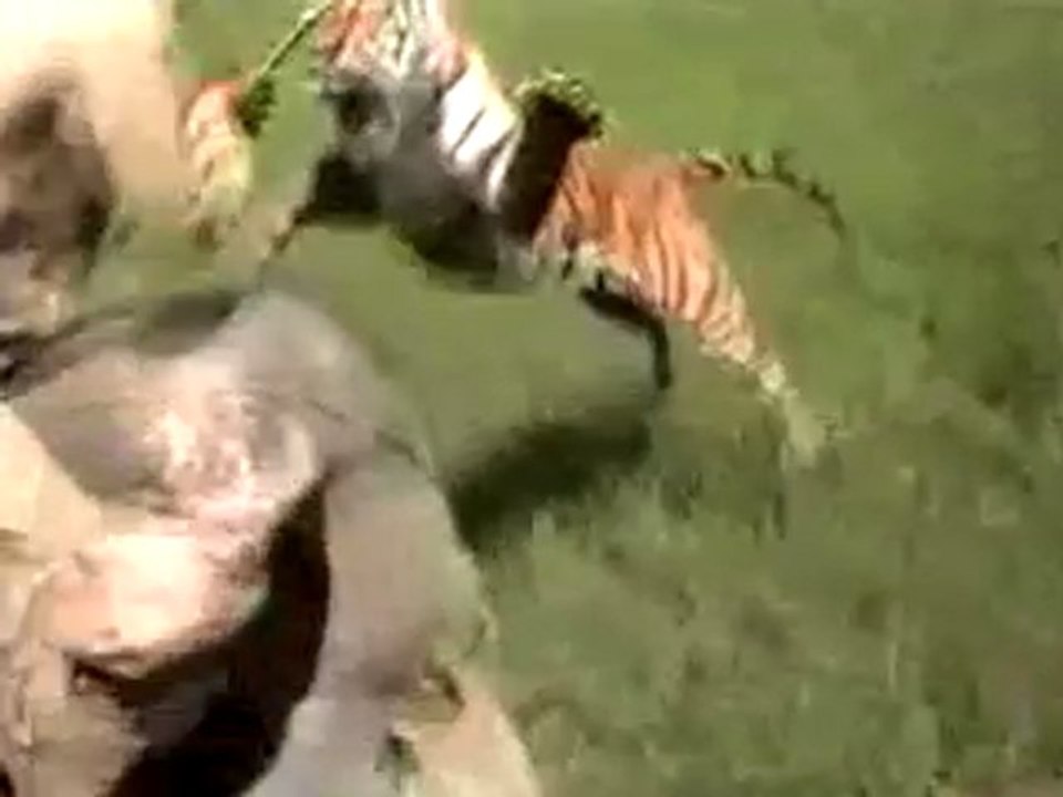 L'attaque du tigre