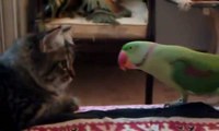 Parrot Annoying Cat -Top Funny Videos-Top Prank Videos-Top Vines Videos-Viral Video-Funny Fails