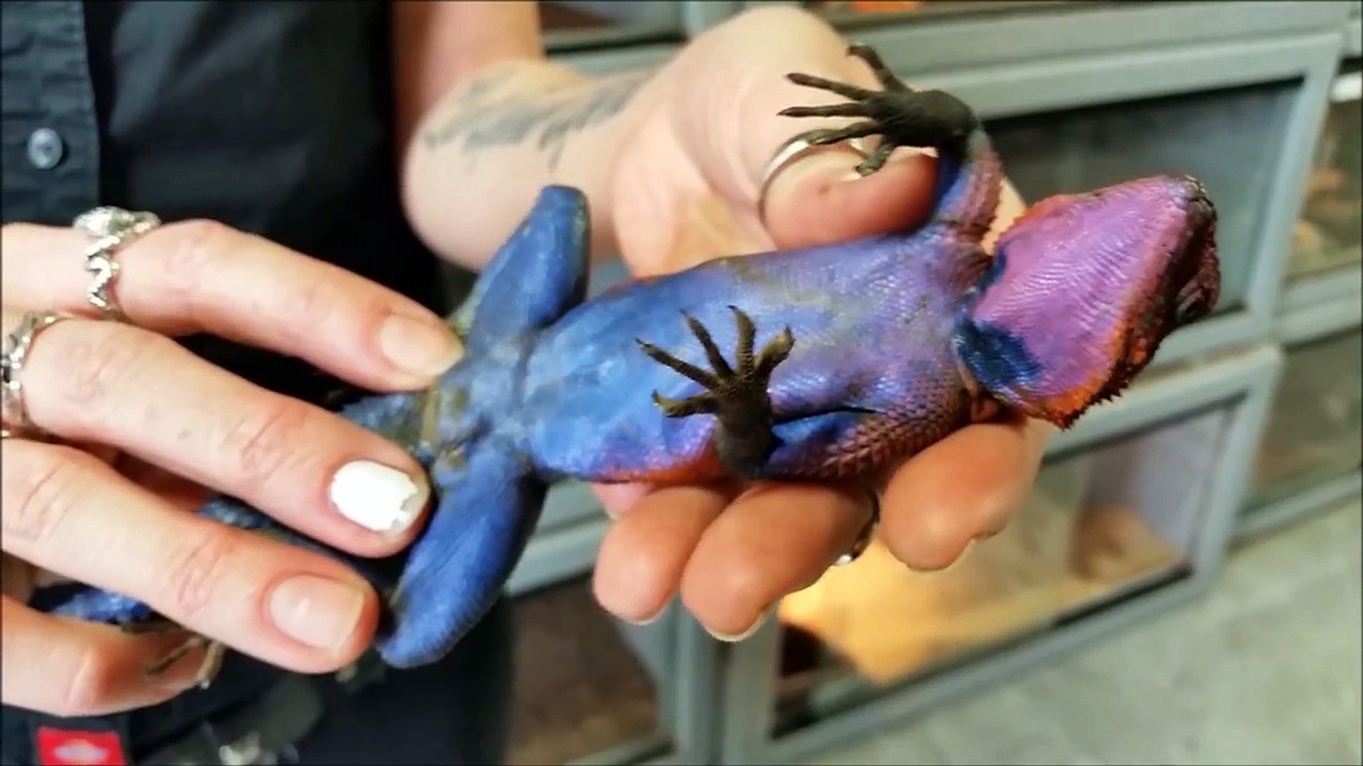 lllreptile and supply co inc