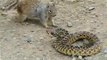 Fearless Squirrel Jumps On Cobra-Top Funny Videos-Top Prank Videos-Top Vines Videos-Viral Video-Funny Fails