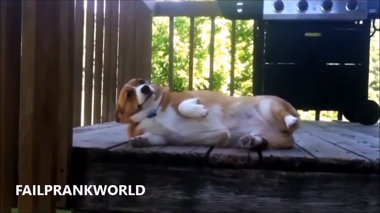 Best Funny Guilty Dogs Compilation
