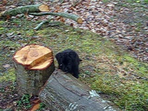 les bébés recherchent les oeufs de Pâques derrière la maison -labradors du domaine de la sauvagine - normandie-14